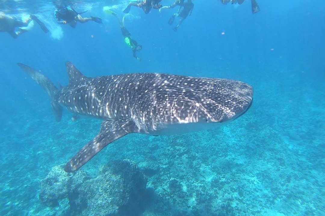 Photo of Others in Bodufolhudhoo