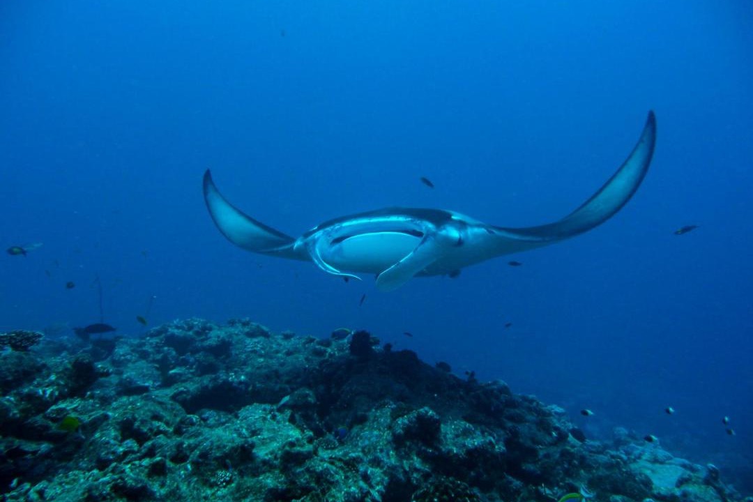 Photo of Others in Milaidhoo Island
