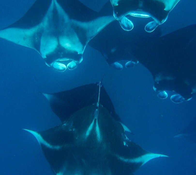 Photo of Others in Milaidhoo Island