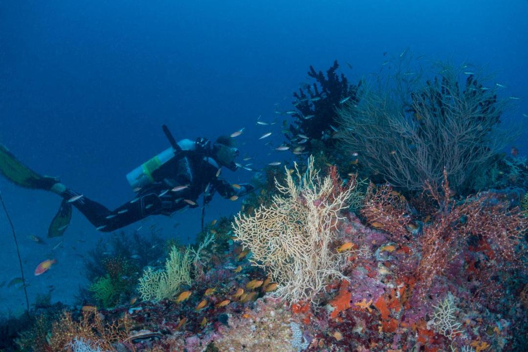 Photo of Others in Milaidhoo Island