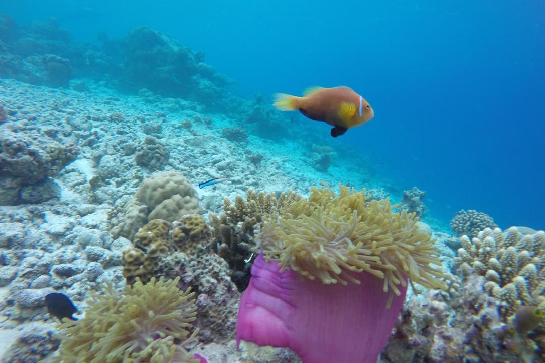 Photo of Others in Omadhoo