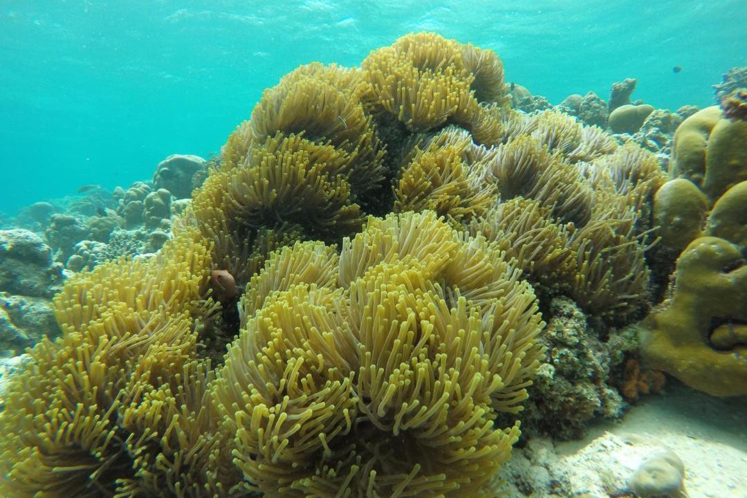 Photo of Others in Omadhoo