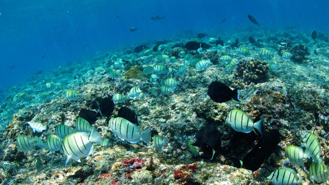 Photo of Others in Lhohifushi