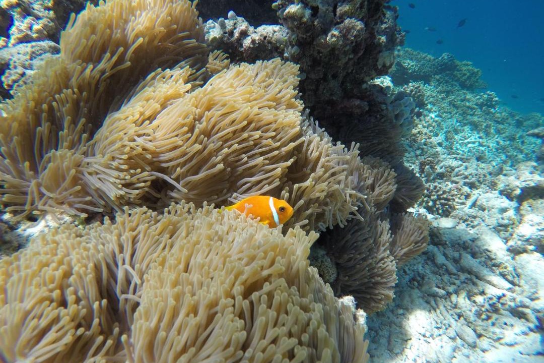 Photo of Others in Rasdhoo
