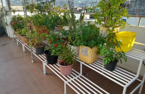 Male House | Terrace Garden HomeStay