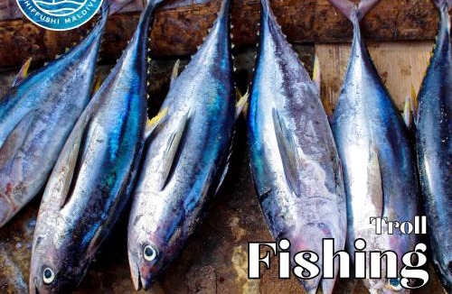 Dhiffushi Hotel | All Inclusive Stays by Dhiffushi Travel and Tours