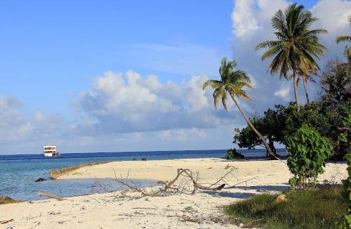 Gulhi House | Tropic Tree Maldives