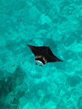 Tranquil Retreat Dhigurah